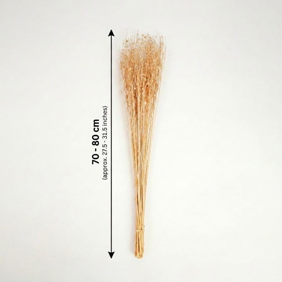 Natural beige dried decorative floral stems bundle showing a seventy to eighty centimeter height graphic chart backdrop.