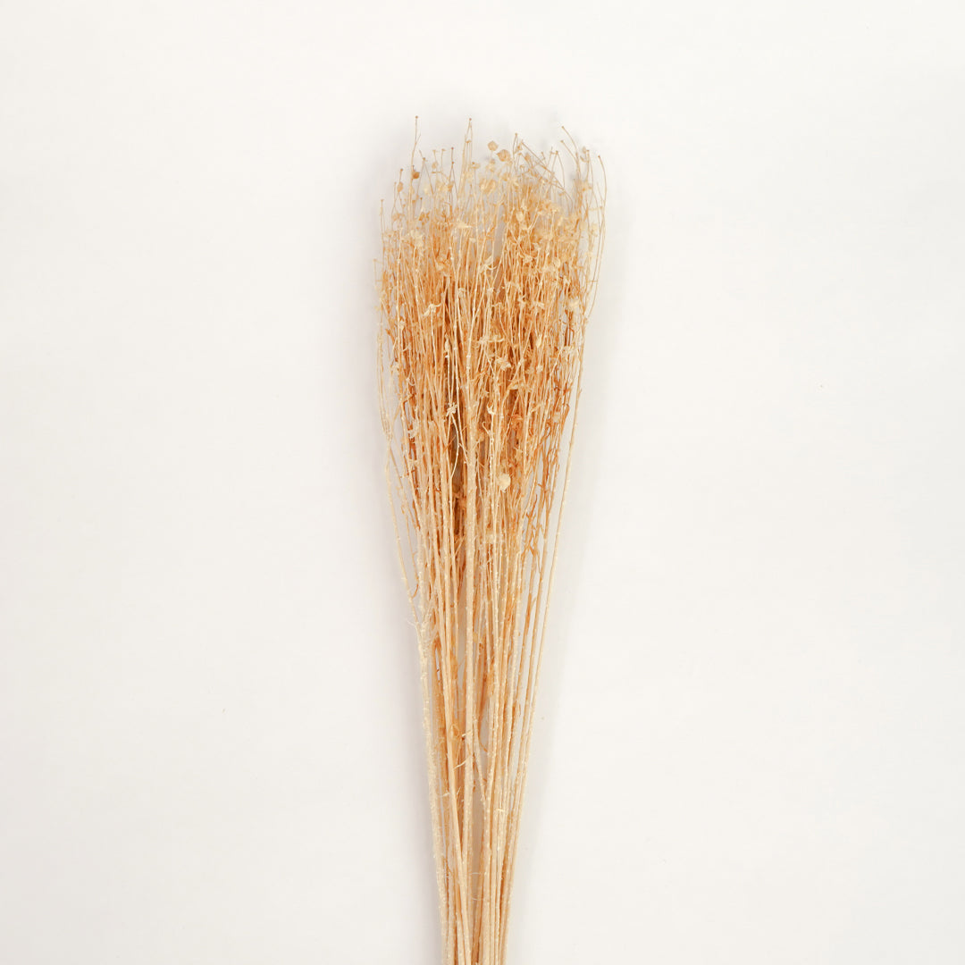 Closeup of a natural cream beige dried phalaris canary grass bouquet bundle for elegant minimalist rustic room styling.
