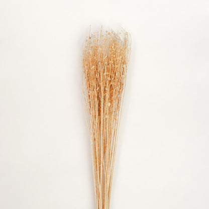 Closeup of a natural cream beige dried phalaris canary grass bouquet bundle for elegant minimalist rustic room styling.
