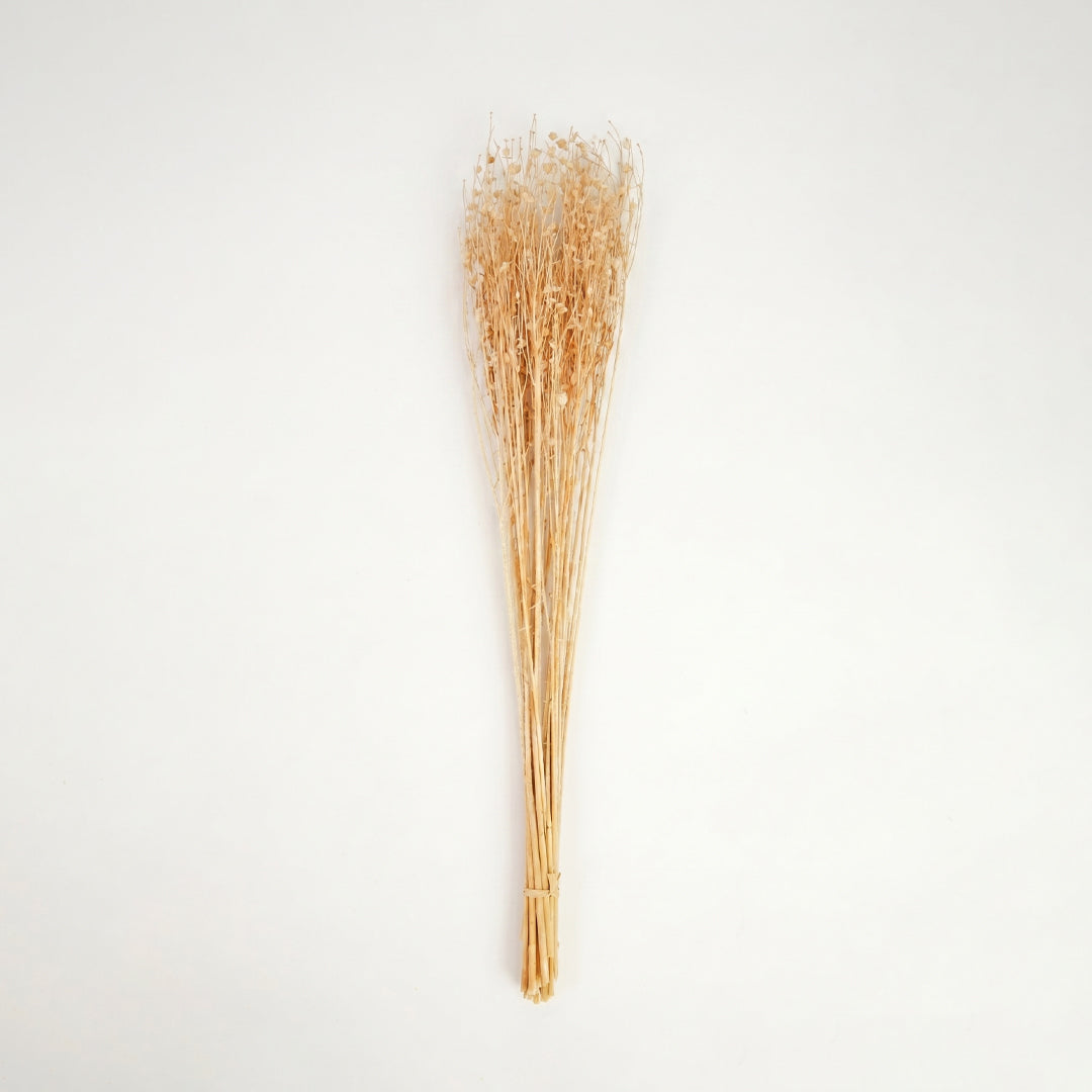 A natural cream beige dried phalaris canary grass bouquet bundle isolated on a clean white background backdrop.