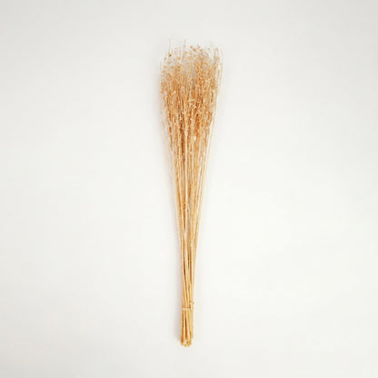 A natural cream beige dried phalaris canary grass bouquet bundle isolated on a clean white background backdrop.
