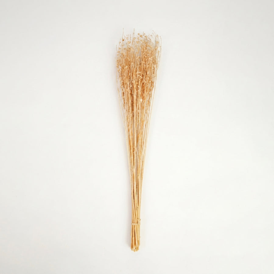 A natural cream beige dried phalaris canary grass bouquet bundle isolated on a clean white background backdrop.
