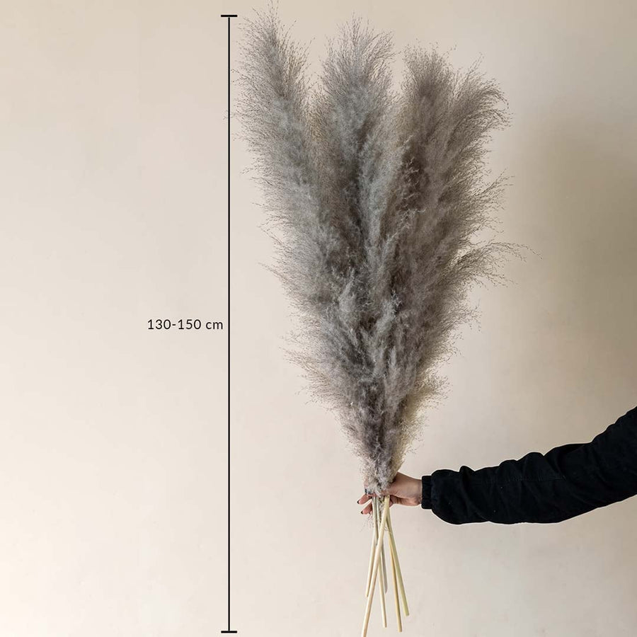 Fluffy grey dried pampas grass bundle height measurement chart photo for bohemian luxury home floor vase decoration decor.