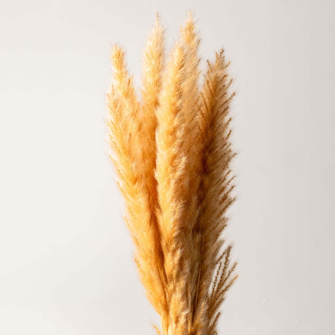 Natural dried pampas grass in clear glass vase with beige leather strap detail ideal for table centerpiece decor.