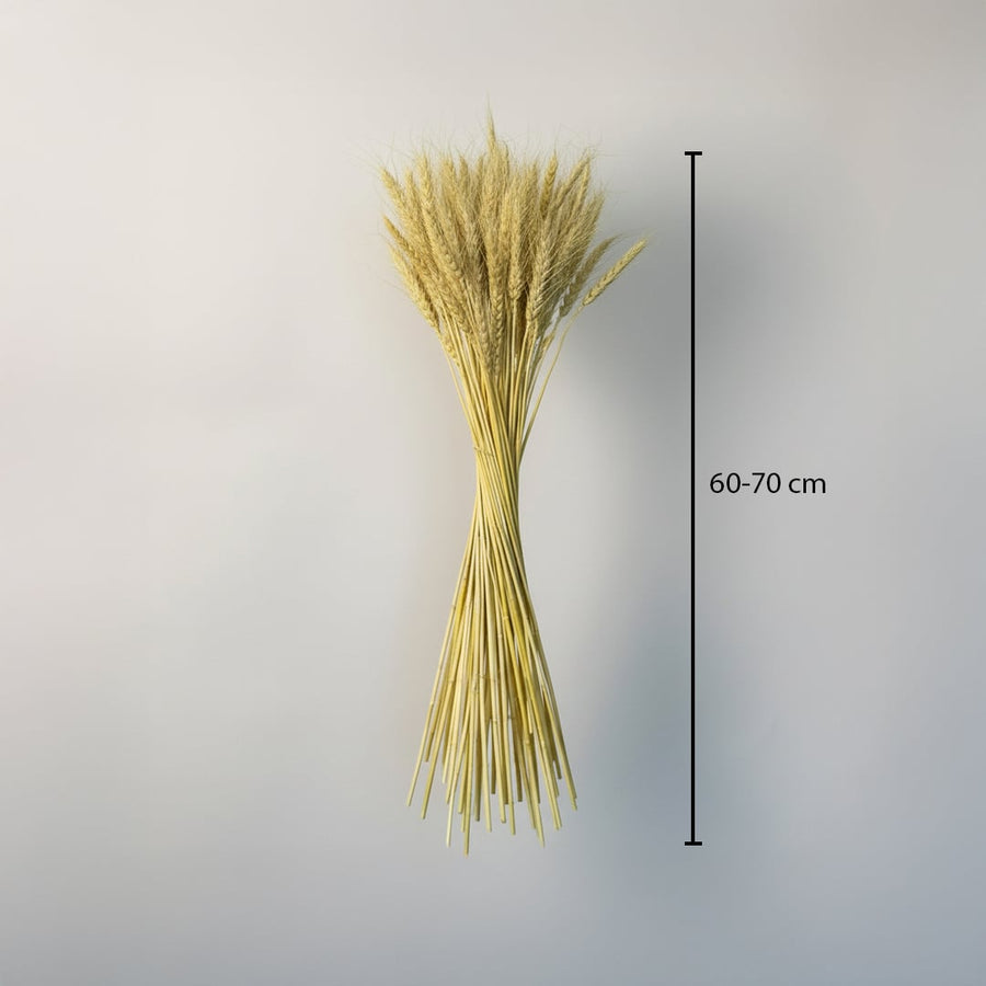 A lush bundle of natural golden dried wheat stalks showing a sixty centimeter height measurement chart on white backdrop.