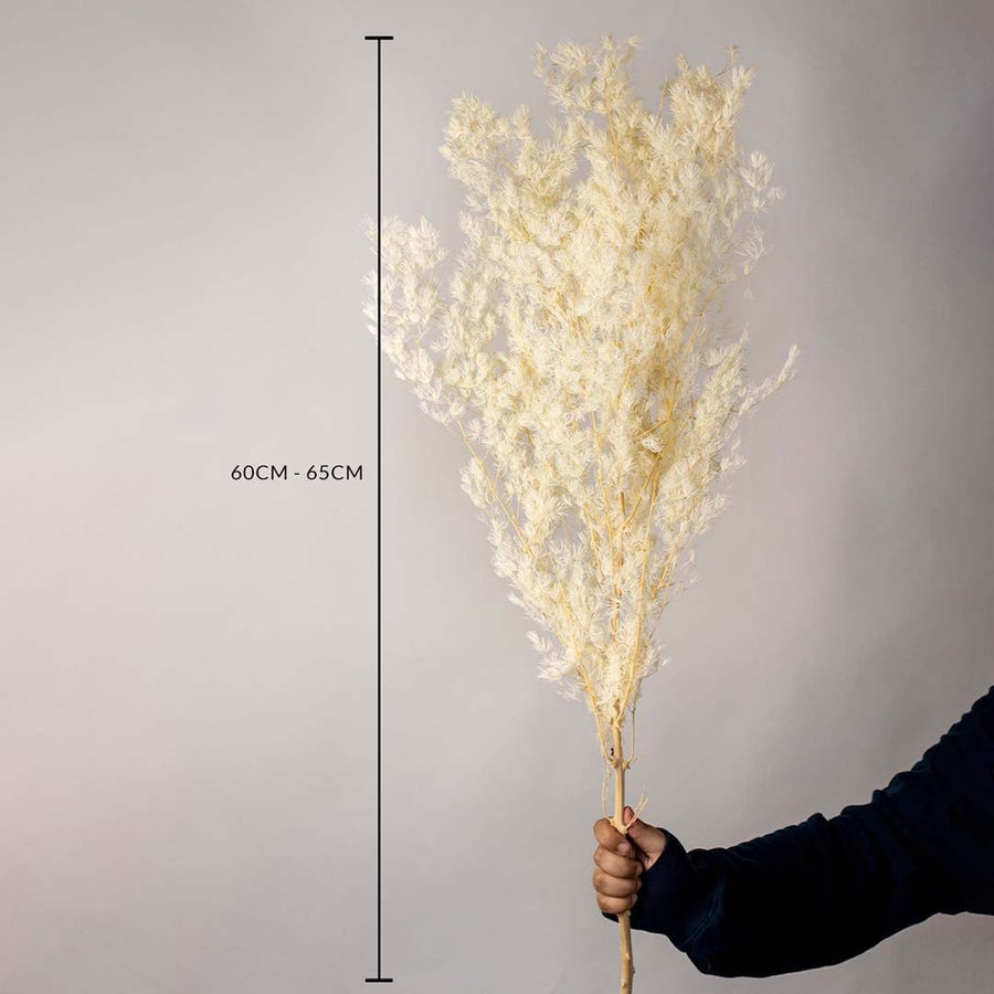 Artificial pampas grass stem 60 to 65 cm tall in beige white shade with natural wood stick ideal for vases and home decor use.