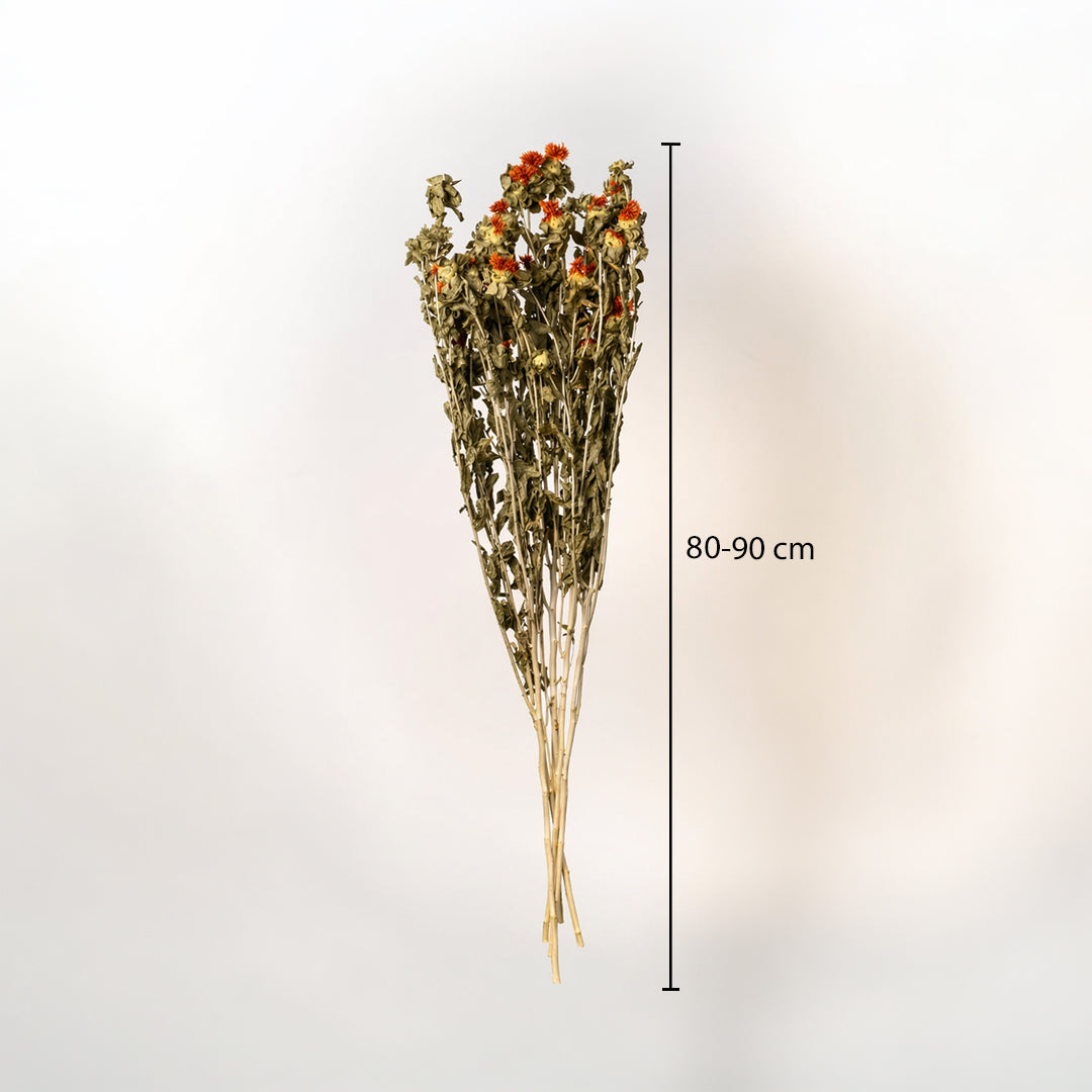 Rustic dried wildflower bouquet featuring orange strawflower buds showing a sixty centimeter height measurement chart.