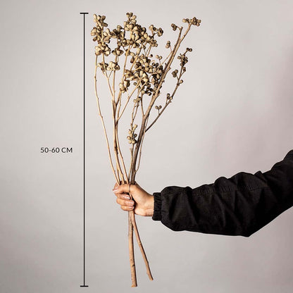 Natural dried brown seed pod stems measured at 50 to 60 cm shown on a white background highlighting their tall rustic botanical style for interior vase decor.