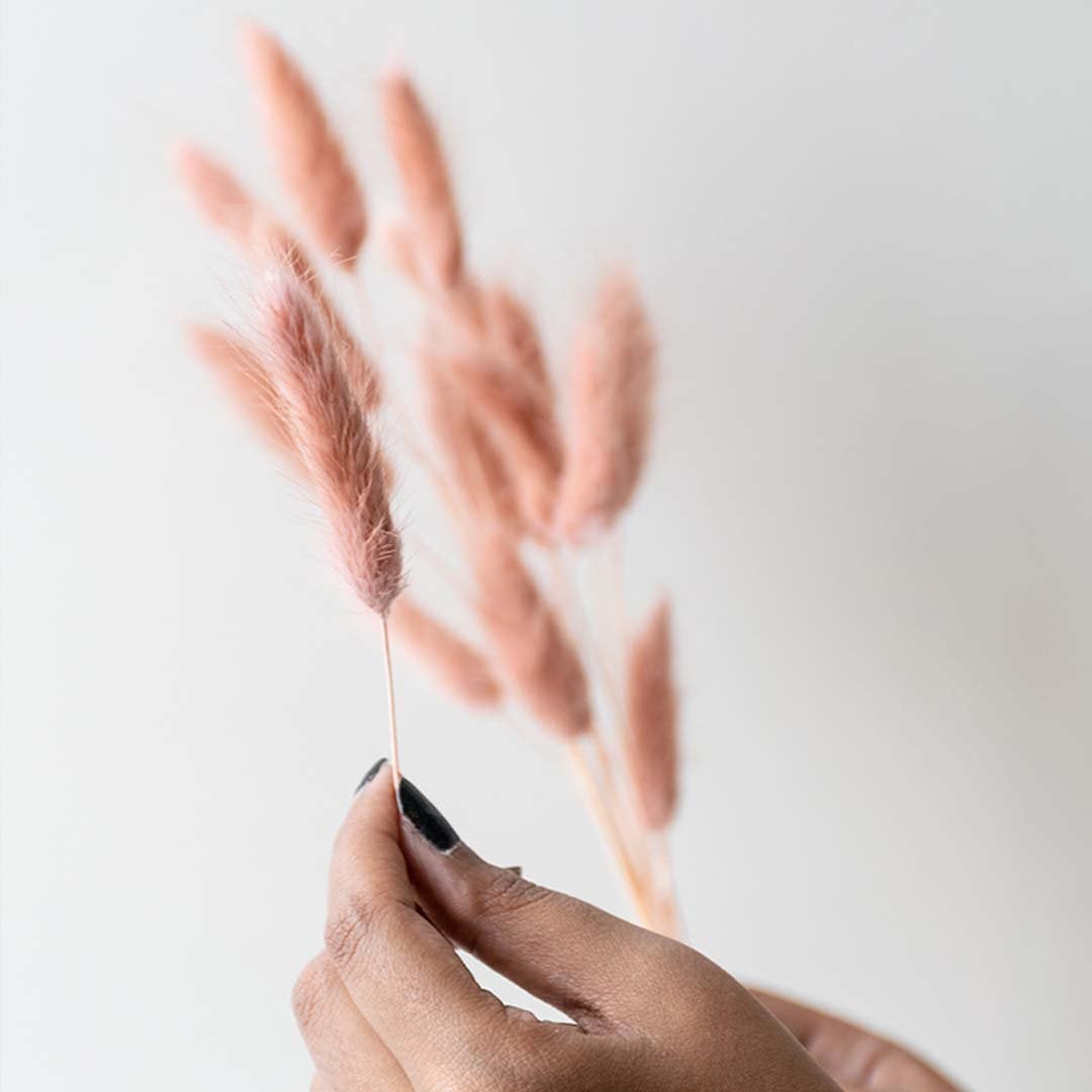 Peach dried bunny tail stems displayed on a clean white background ideal for minimal soft natural home styling.