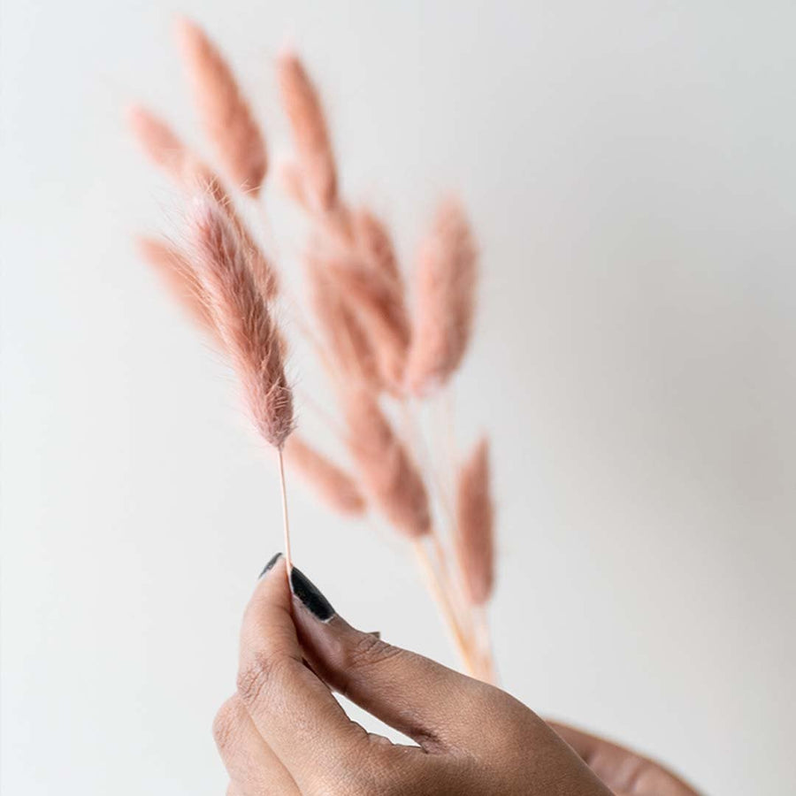Peach dried bunny tail stems displayed on a clean white background ideal for minimal soft natural home styling.