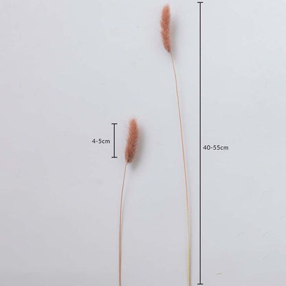 Peach dried bunny tail stems on a white background with 4 to 5cm head size and 40 to 55cm height for decor use.