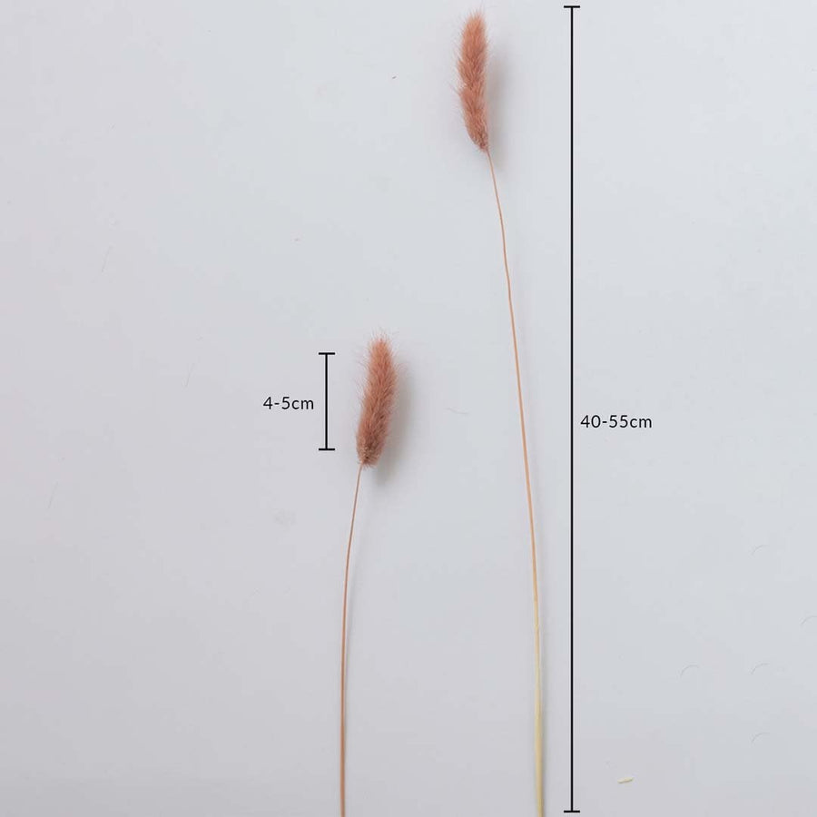 Peach dried bunny tail stems on a white background with 4 to 5cm head size and 40 to 55cm height for decor use.