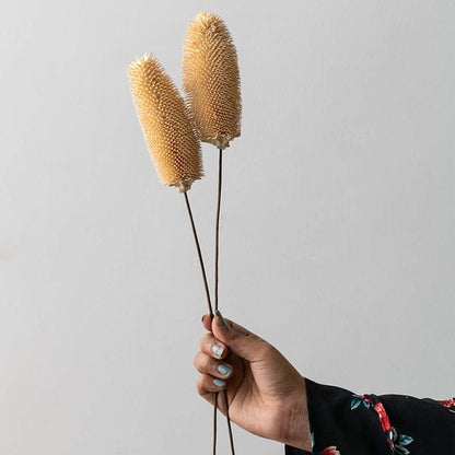 Dried dipsacus thistle stems held by hand ideal for boho home décor earthy interior styling and natural textured decorative arrangements.