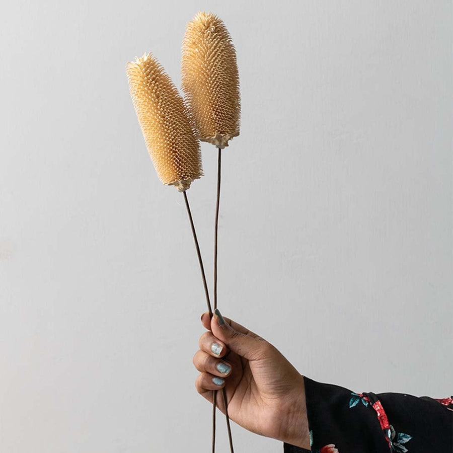 Dried dipsacus thistle stems held by hand ideal for boho home décor earthy interior styling and natural textured decorative arrangements.