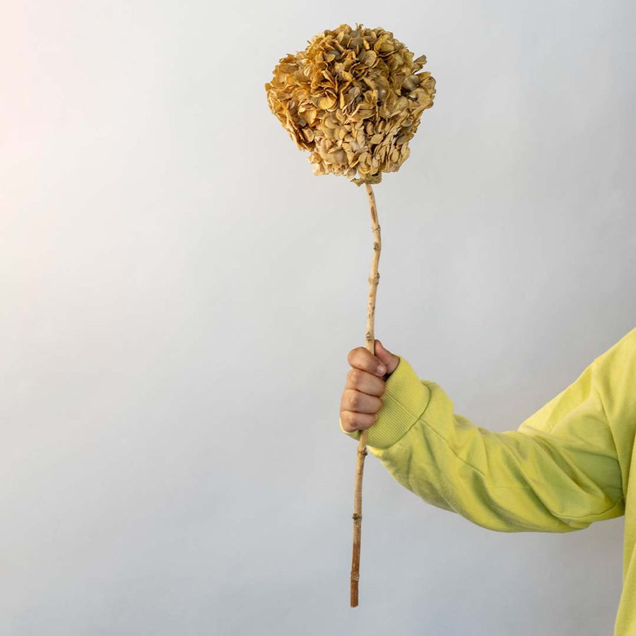 Hand holding a natural brown dried hydrangea flower stem for rustic farmhouse vase tabletop decoration on white backdrop.