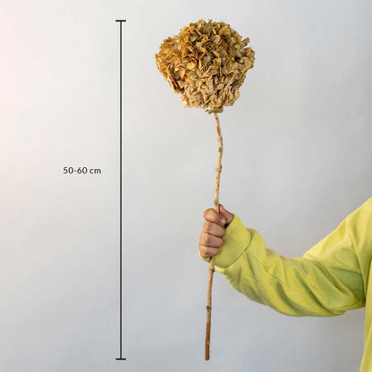 Beige dried hydrangea stem on a white background with 50 to 60cm height shown for rustic decorative home use.