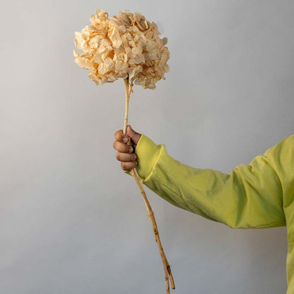 Hand holding a cream beige dried hydrangea flower stem for bohemian living room mantel styling on a white background.