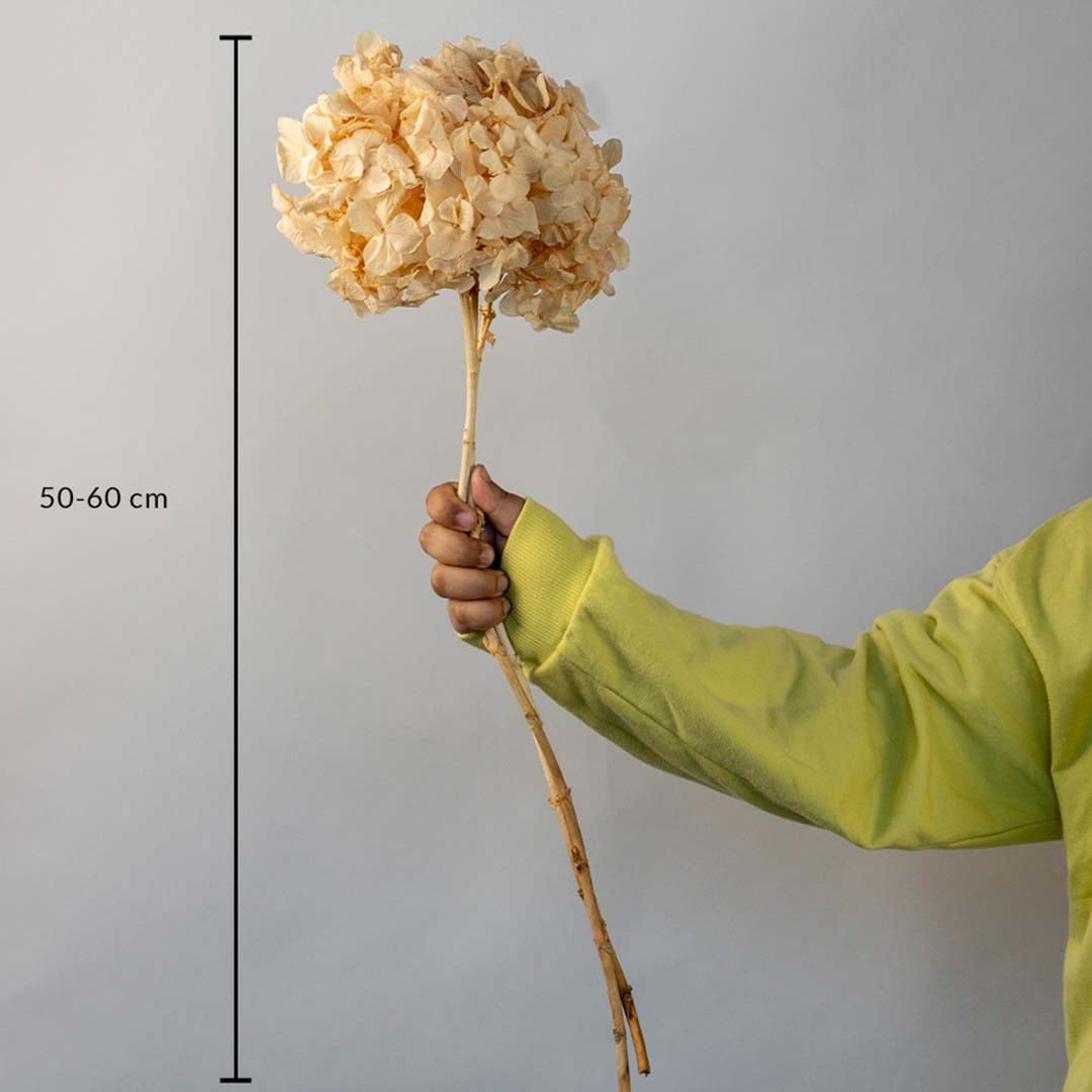 Cream beige dried hydrangea stem height measurement chart photo for bohemian home vase arrangement on white background.