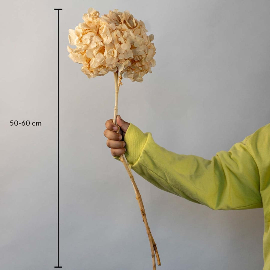 Cream beige dried hydrangea stem height measurement chart photo for bohemian home vase arrangement on white background.