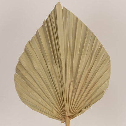 Closeup of a beige dried palm leaf showing detailed pleated texture perfect for earthy organic home styling.