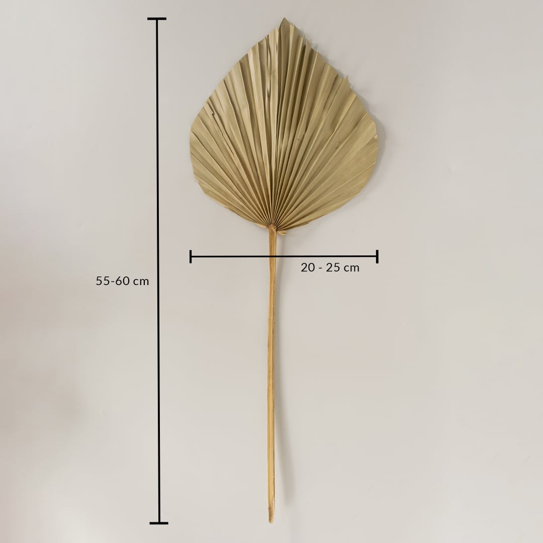 Beige dried palm leaf on a white background with 55 to 60cm height and 20 to 25cm width for natural decor use.
