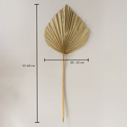 Beige dried palm leaf on a white background with 55 to 60cm height and 20 to 25cm width for natural decor use.