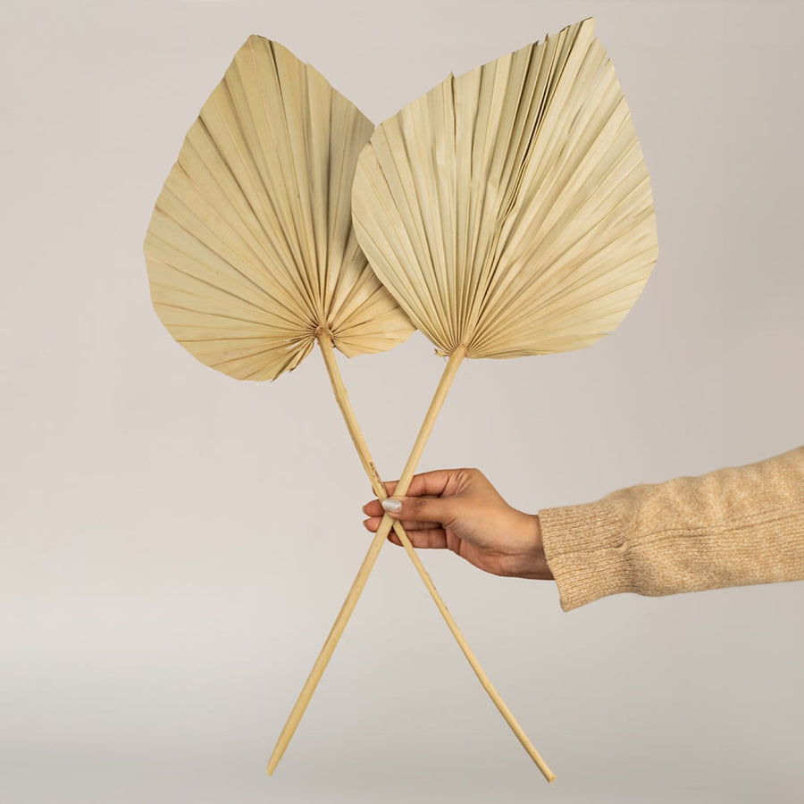 Natural beige dried palm leaf displayed on a clean white background ideal for simple modern boho home decor.