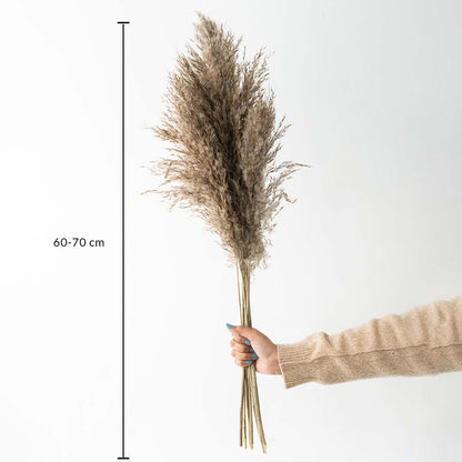 Dark brown dried pampas grass stalks bundle height measurement chart photo for bohemian luxury home vase decoration decor.