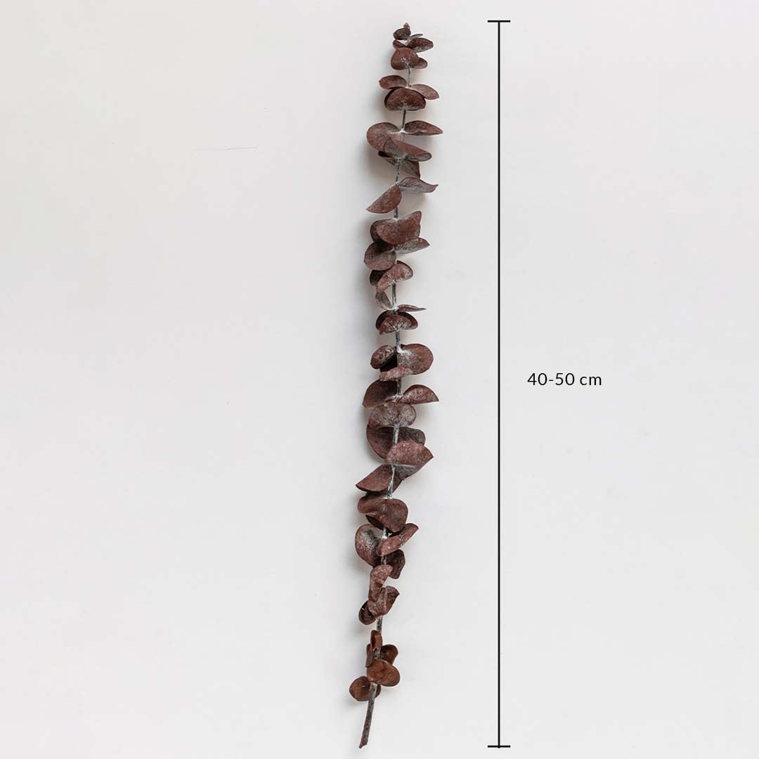 Rust brown dried eucalyptus stem on a white background with 40 to 50cm height shown for natural home decor use.
