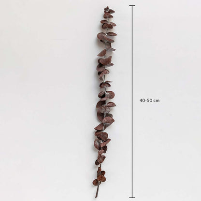 Rust brown dried eucalyptus stem on a white background with 40 to 50cm height shown for natural home decor use.