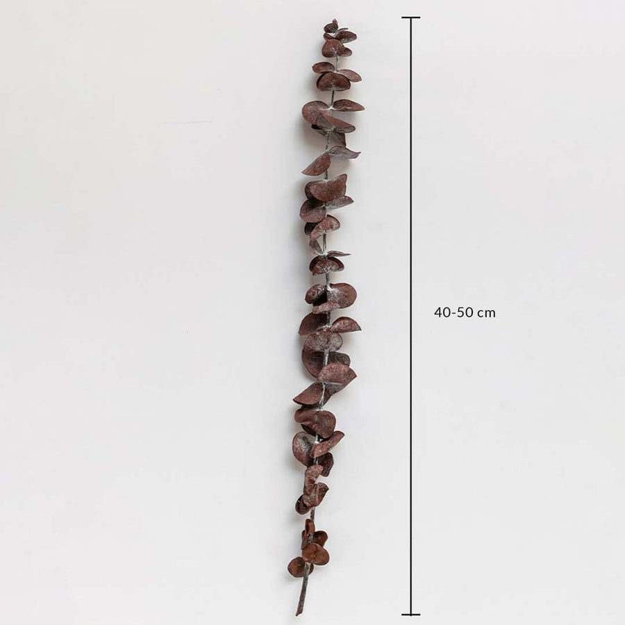 Rust brown dried eucalyptus stem on a white background with 40 to 50cm height shown for natural home decor use.