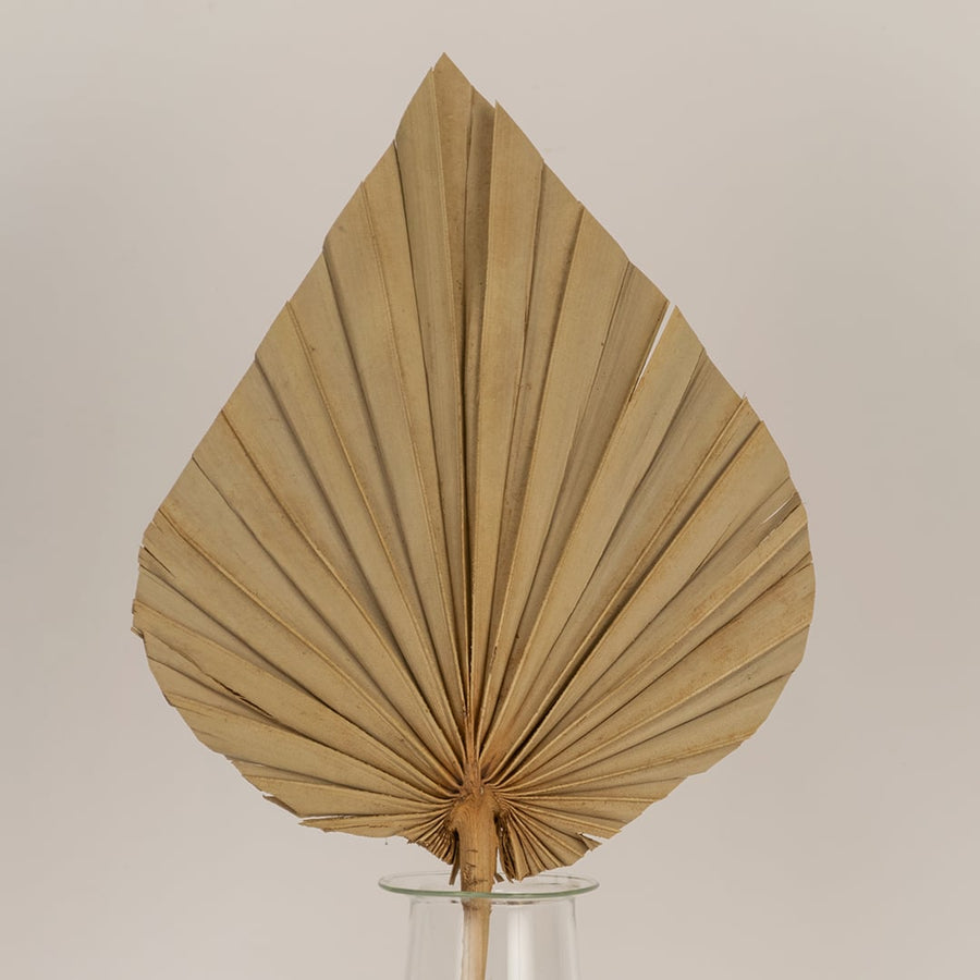 Closeup of a natural beige dried palm leaf showing detailed pleated texture perfect for organic modern home styling.