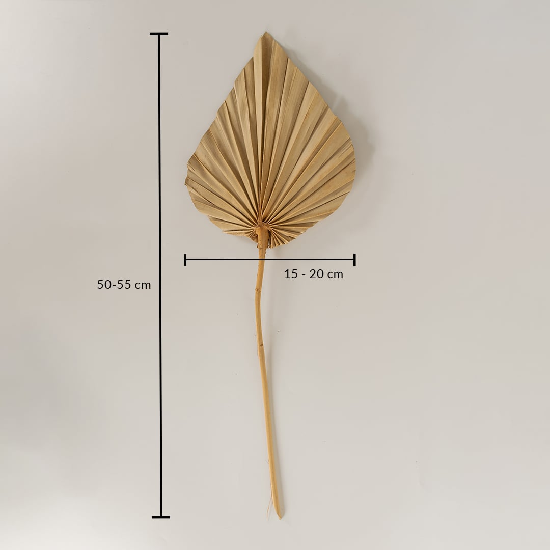 Natural beige dried palm leaf shown on white background with 50 to 55cm height and 15 to 20cm width for home decor use.