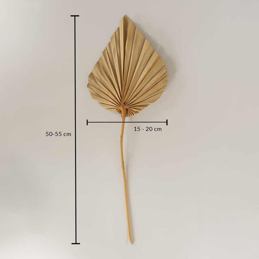 Natural beige dried palm leaf shown on white background with 50 to 55cm height and 15 to 20cm width for home decor use.