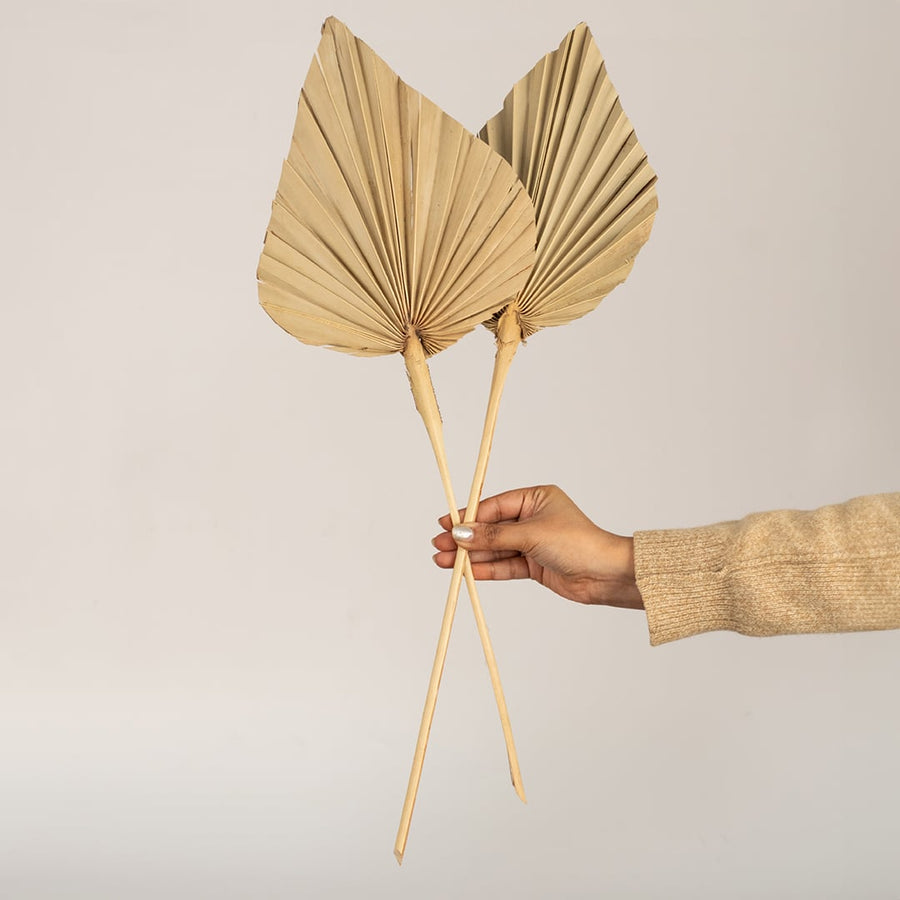 Natural beige dried palm leaf displayed on a clean white background ideal for modern earthy home decor styling.