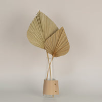 Aesthetic display of dried palm leaves in warm beige tones ideal for creating natural boho inspired home decor accents.