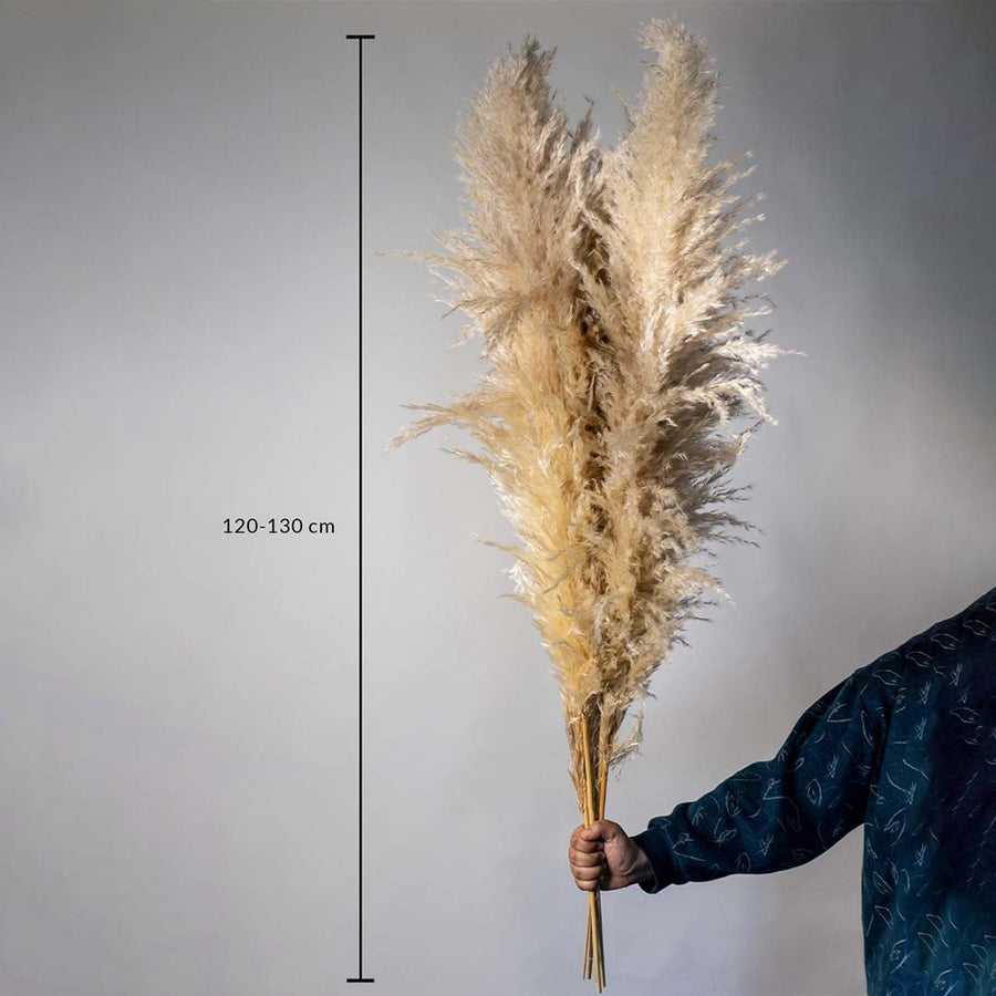 Fluffy natural beige dried pampas grass height measurement chart photo for bohemian luxury room floor vase decoration.