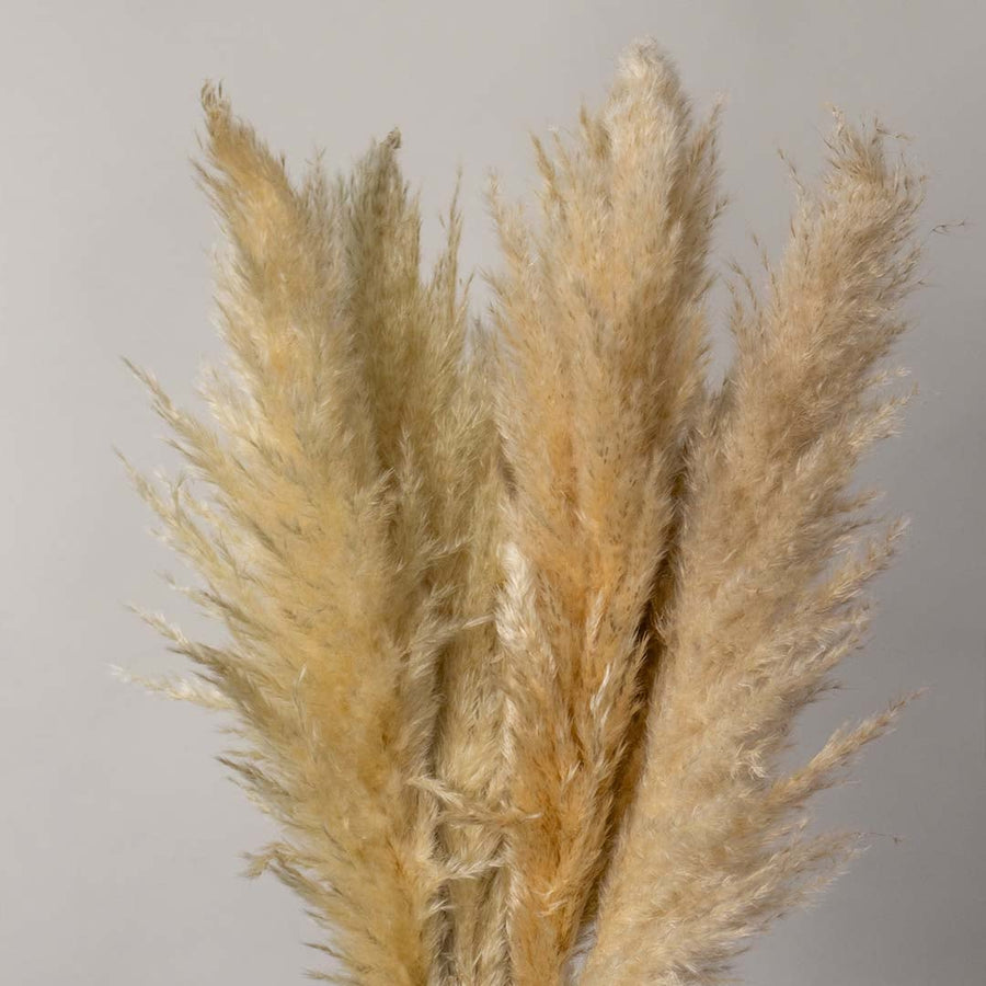 Closeup of fluffy natural beige dried pampas grass stalks bundle for luxury bohemian interior floral vase decoration.