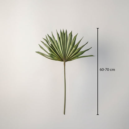 A single natural green dried palm sun fan leaf stem showing a forty to fifty centimeter height chart on white backdrop.