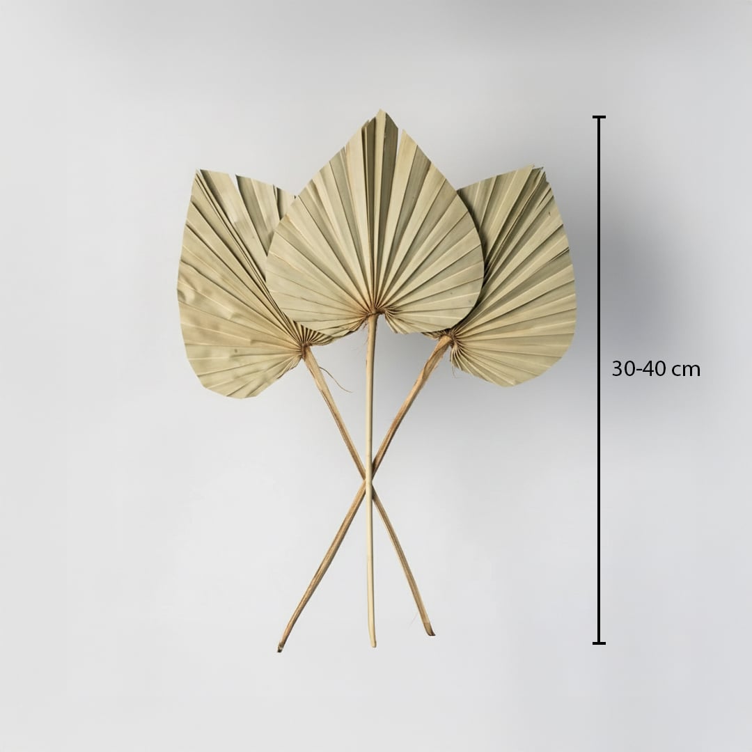 palm spear leaf natural dimensions
