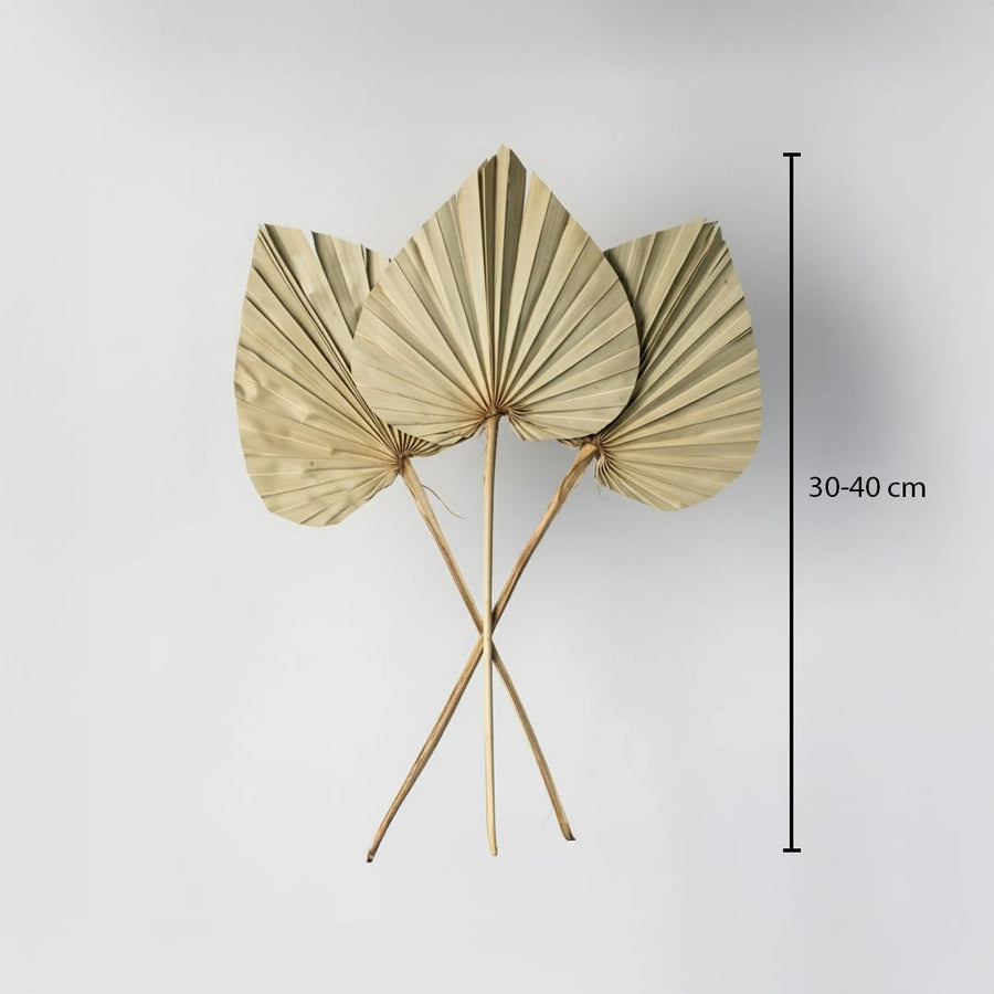 palm spear leaf natural dimensions