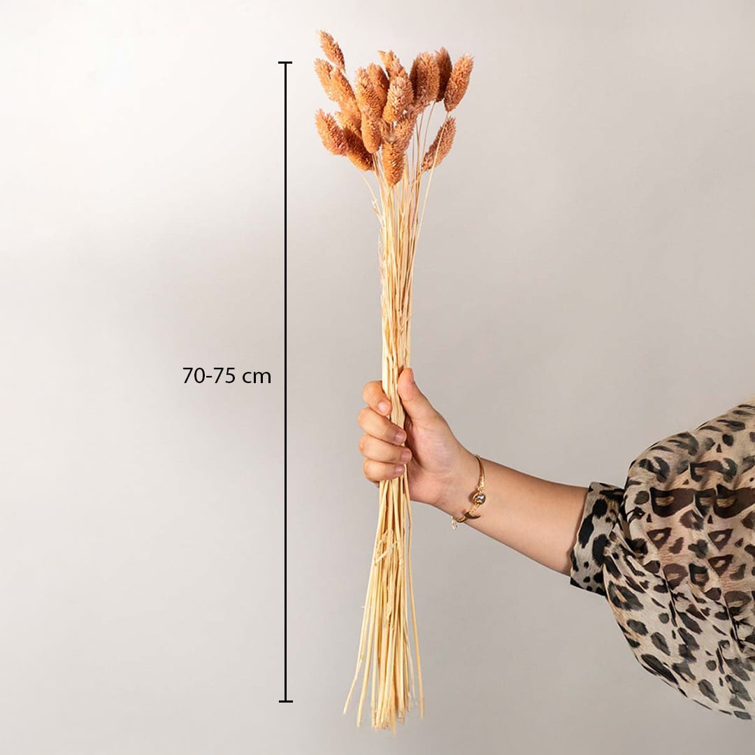 Warm orange dyed dried bunny tails grass stems bundle showing a seventy to eighty centimeter height graphic chart.