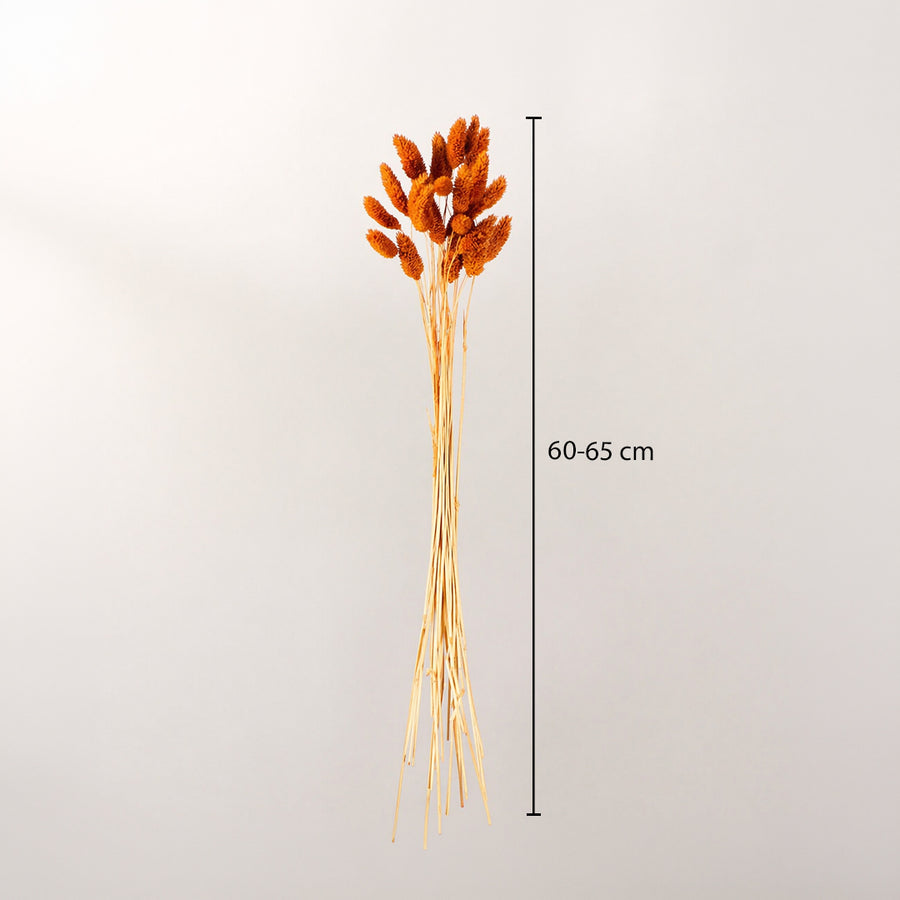 Bright orange dyed dried bunny tails grass stems bundle showing a sixty centimeter height graphic chart on white backdrop.
