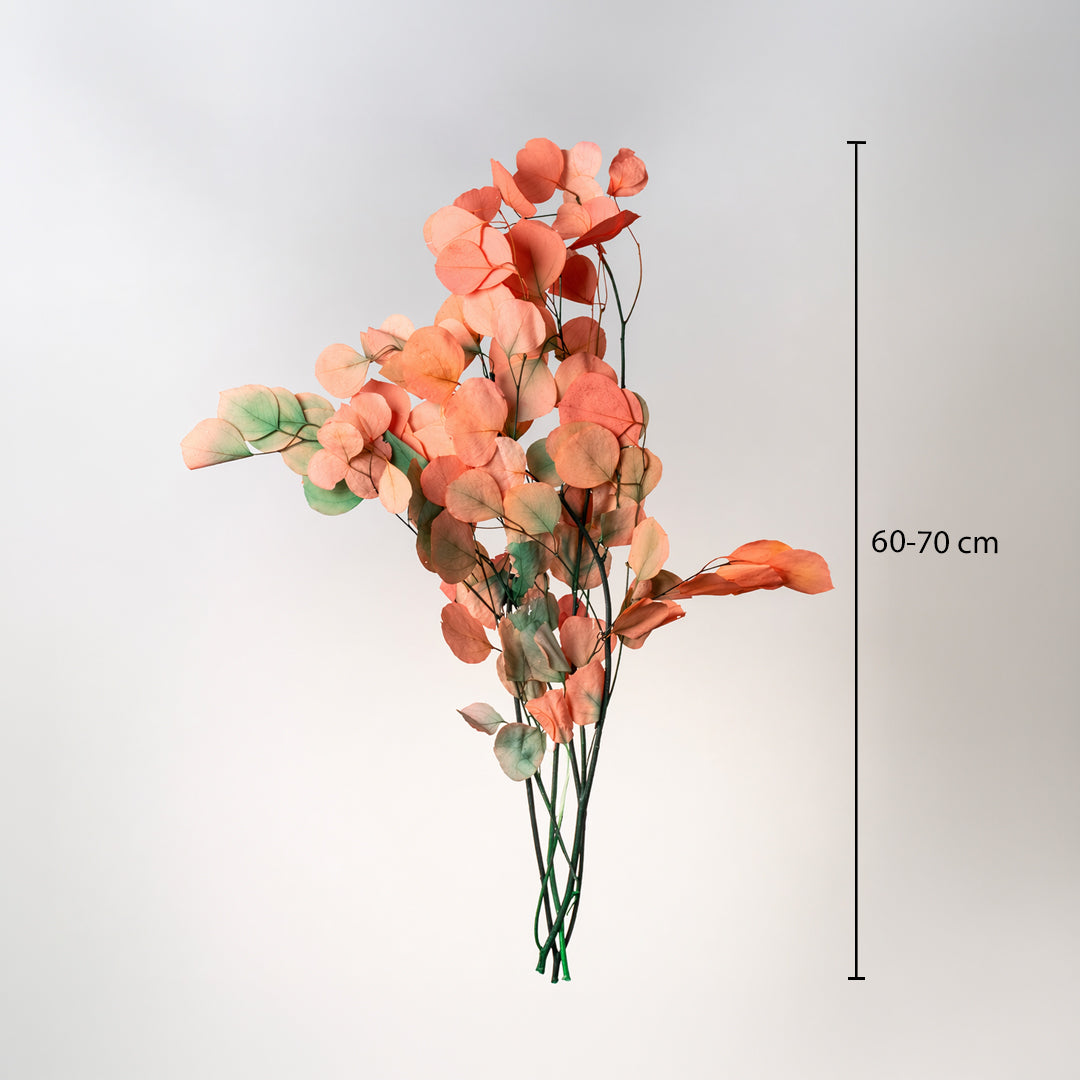Peach orange preserved dollar eucalyptus branches showing a sixty centimeter height measurement graphic on white backdrop.