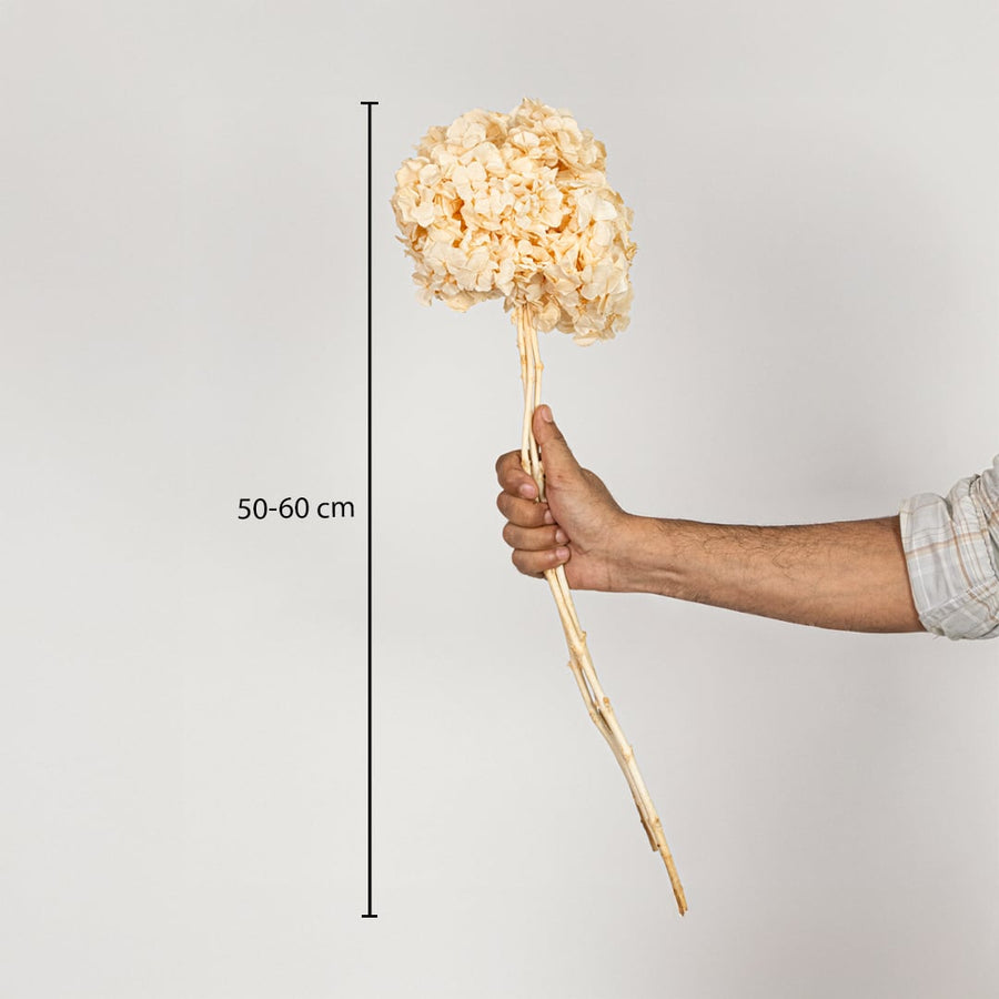 Preserved dried flower stem shown with clear size reference measuring approximately 50 to 60 cm in height suitable for tabletop vases and floor decor.