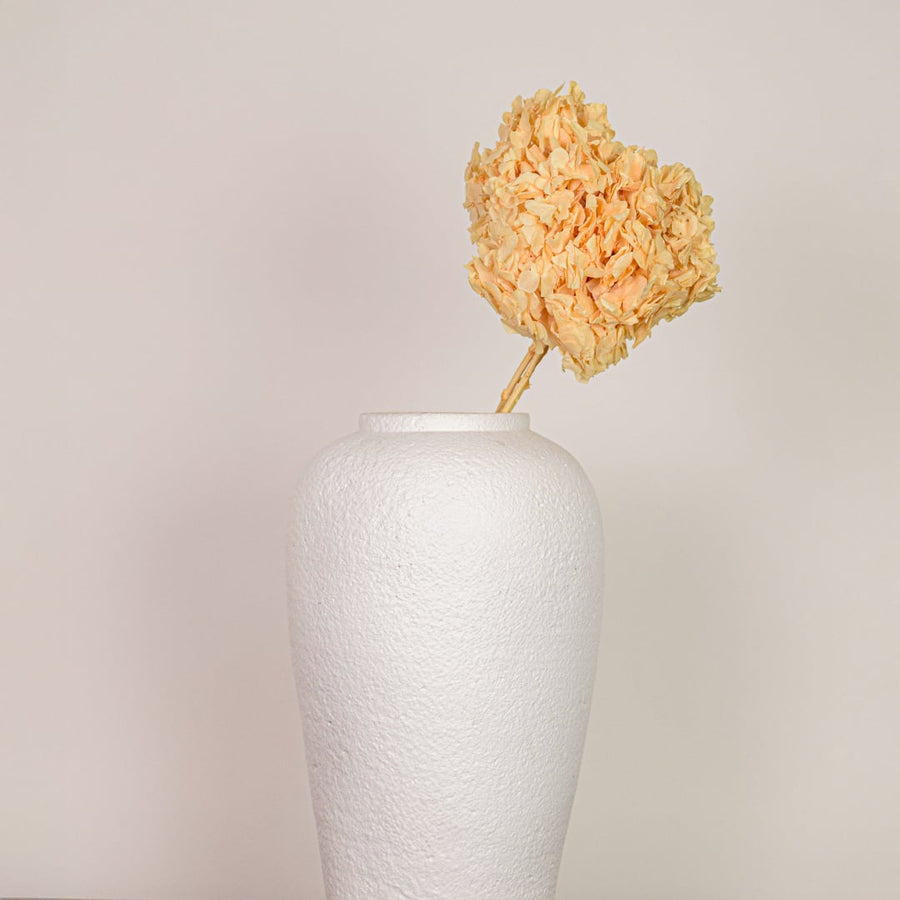 Single preserved dried flower stem displayed on a clean white background highlighting natural texture soft beige tones and handcrafted botanical decor appeal.
