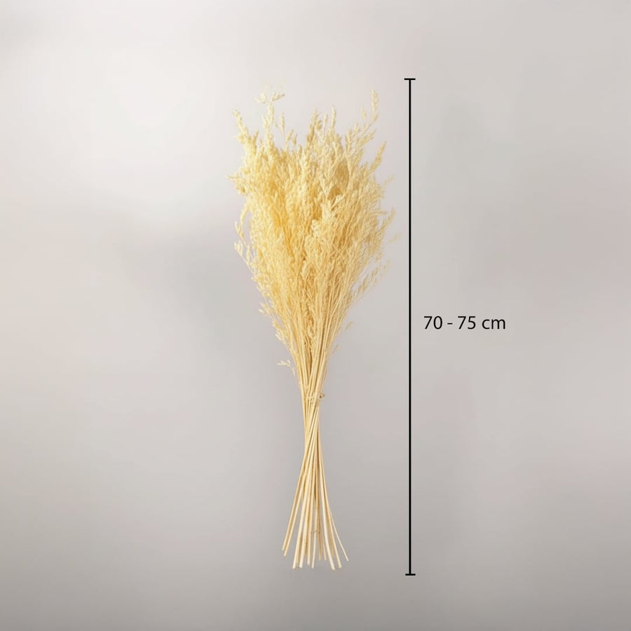 Bright yellow dried ornamental grass stalks bouquet bundle showing a seventy to eighty centimeter height graphic.