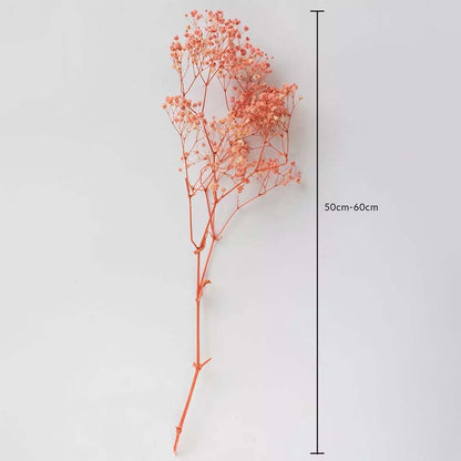 Coral dried gypsophila stem on a white background with 50 to 60cm height shown for decorative home use.