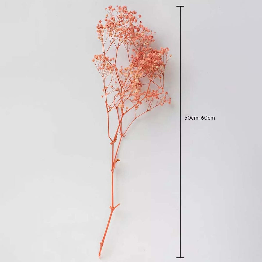 Coral dried gypsophila stem on a white background with 50 to 60cm height shown for decorative home use.