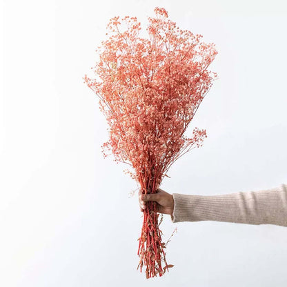 Preserved Babysbreath Dried Flower - Pink
